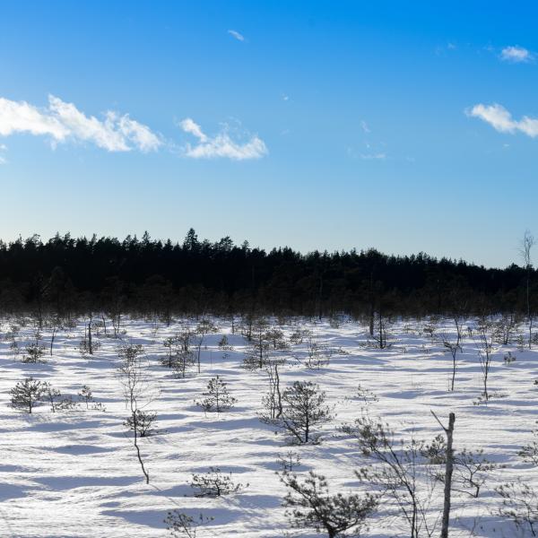 Brand Estonia/Martti Volt